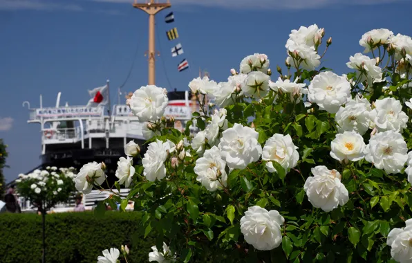 Picture the sky, flowers, shore, ship, Bush, roses, steamer, flags, white, a lot, the ship, rose …