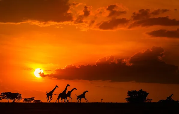 Picture clouds, sunset, The sun, giraffes, Savannah, Africa, Sun, sunset, clouds, Africa, savannah, giraffes, Phillip Chang