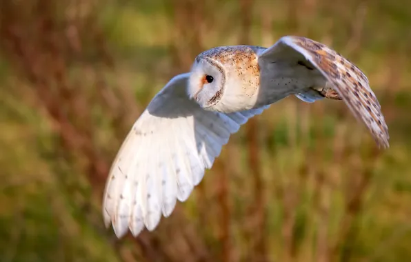 Picture background, owl, bird, wings, flight, The barn owl