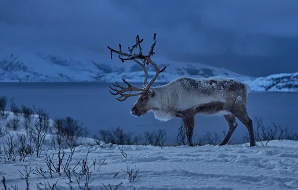 Picture winter, snow, deer, Norway, horns, Reindeer