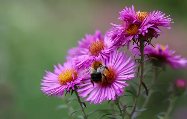 Picture macro, bee, background, blur, garden, pink, bumblebee, bokeh, asters