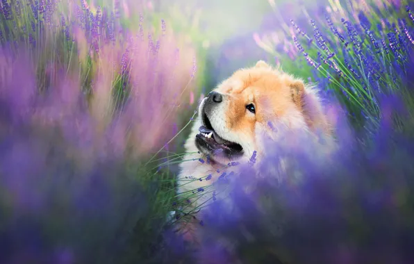 Picture field, language, look, face, flowers, pose, portrait, dog, profile, red, sitting, lavender, bokeh, lilac background, …