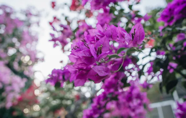 Picture leaves, light, flowers, branches, bright, blur, spring, pink, flowering, bokeh, bougainvillea