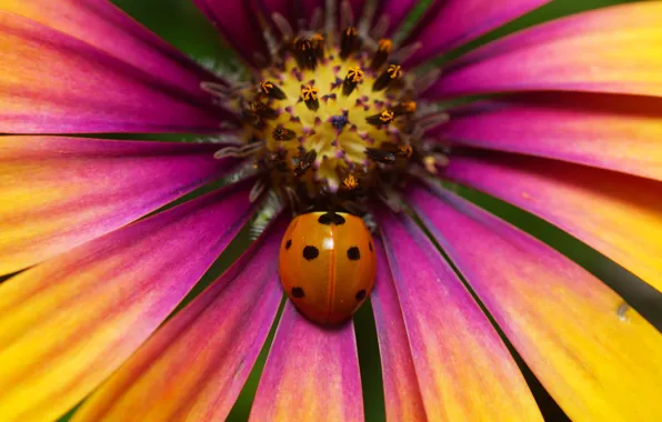 Picture flower, macro, ladybug, beetle, petals, stamens, insect, pink-orange