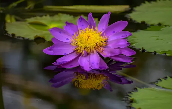 Picture flower, leaves, water, reflection, pink, pond, lilac, Nymphaeum, bright, water Lily