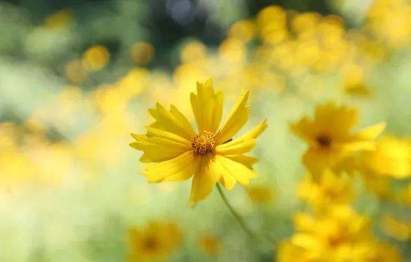 Picture flowers, yellow, bokeh, kosmeya