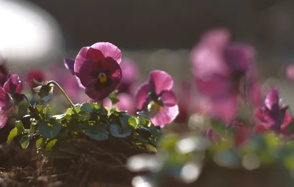 Picture flowers, glade, spring, panorama, pink, leaves, Pansy, flowerbed, bokeh, blurred background, viola