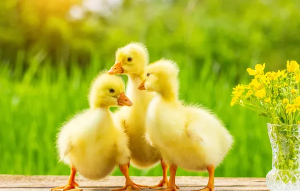 Picture nature, yellow, fluffy, kids, the goslings