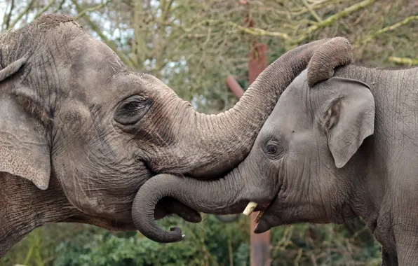 Picture ears, elephants, trunks