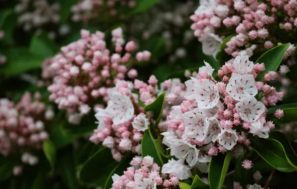 Picture pink, inflorescence, kalmia