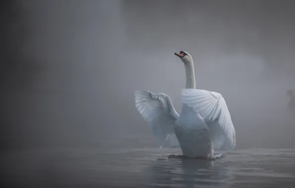 Picture water, fog, bird, wings, Swan, neck
