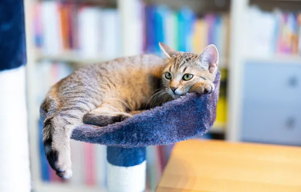 Picture cat, kitty, table, books, lies, fur, face, stand, bokeh, shelves, bench, tabby