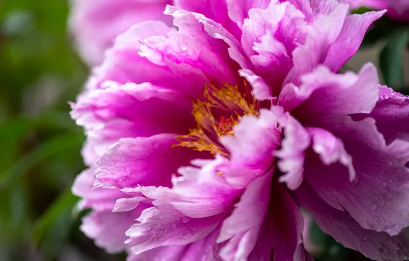 Picture flower, drops, macro, pink, peony