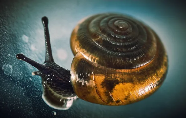 Picture macro, background, snail