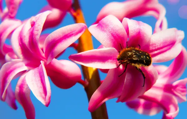 Picture macro, flowers, blue, background, blue, bright, beetle, spring, petals, insect, pink, brown, hyacinths
