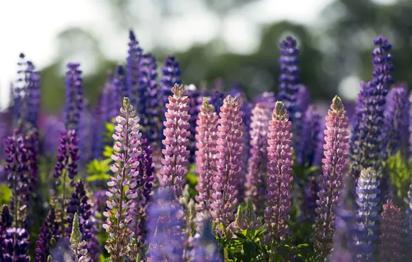 Picture summer, flowers, different, lupins