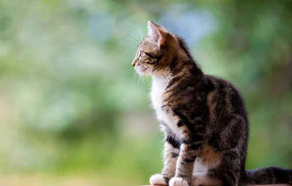 Picture cat, cat, kitty, background, profile, kitty, sitting, spotted