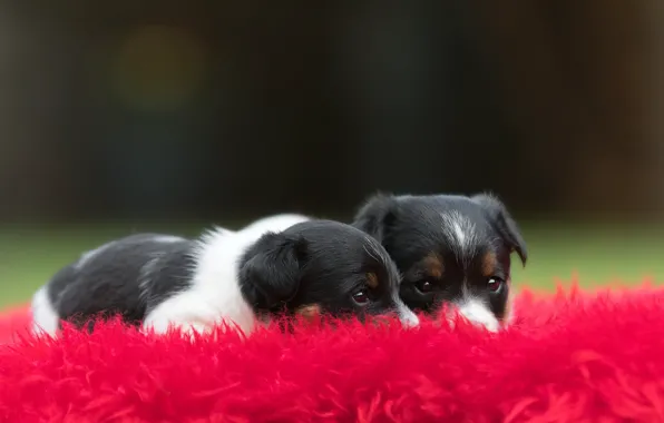 Picture dogs, look, red, the dark background, two, puppies, fur, kids, a couple, Duo, two, dogs, …