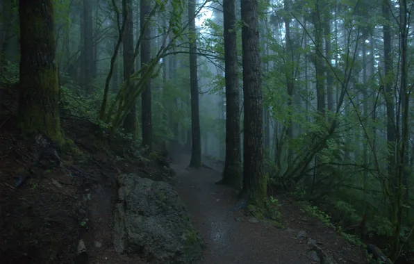 Picture forest, trees, nature, fog, United States, path, Washington, North Bend