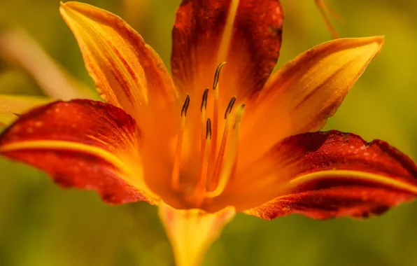 Picture flower, Lily, petals