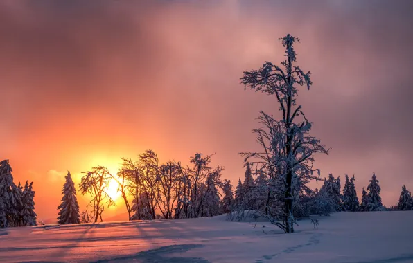 Picture winter, the sky, snow, trees, sunset, frost