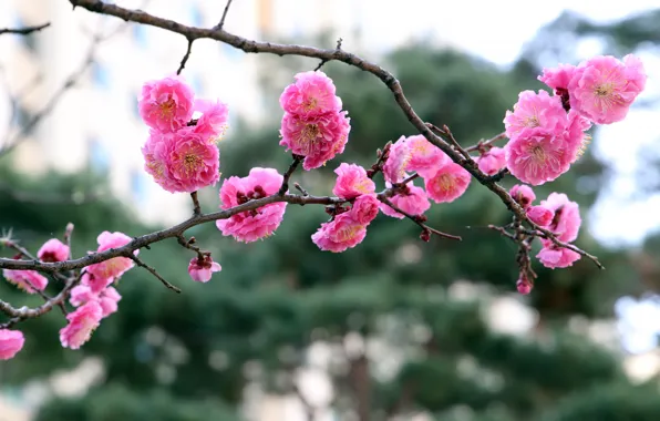 Picture flowers, branch, spring, Sakura, pink, flowering, bokeh
