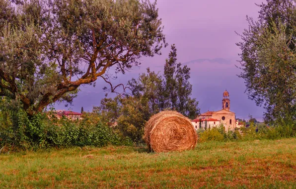 Picture field, trees, the evening, hay, Church, Kip