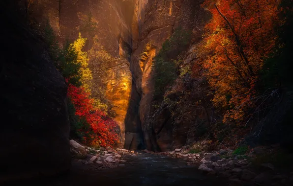 Picture autumn, trees, landscape, nature, river, rocks, gorge, Utah, USA, national Park, National Park, Zion, Zion