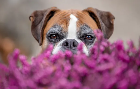 Picture look, face, flowers, background, dog, blur, Boxer