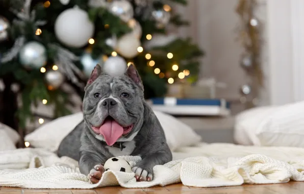 Picture language, room, animal, holiday, new year, dog, pillow, tree, pit bull, dog, pit bull Terrier