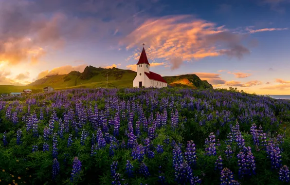 Picture field, summer, clouds, flowers, mountains, dawn, hills, morning, slope, meadow, Church, Iceland, lilac, lupins, Vic