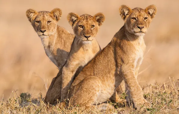 Picture portrait, lions, the cubs, trio, Trinity, young