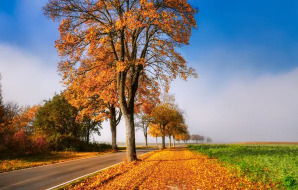 Picture road, field, autumn, trees, alley