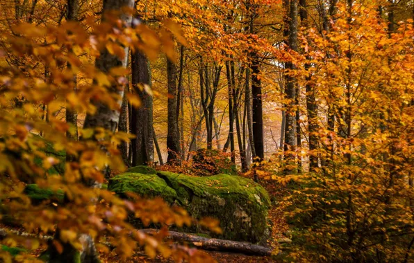 Picture autumn, forest, trees, stone