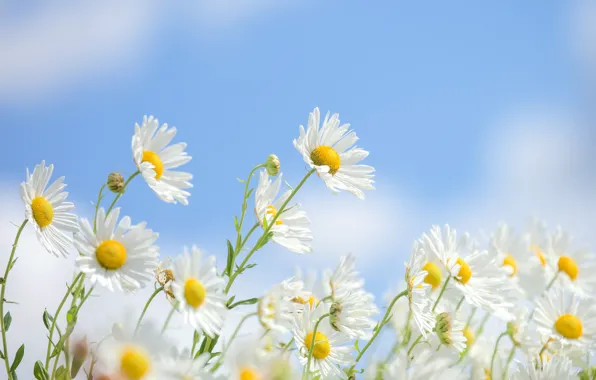 Picture summer, flowers, chamomile