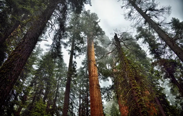 Picture Nature, Fog, Forest, Moss, Sequoia, Trees