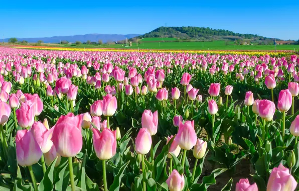 Picture flowers, tulips, pink, plantation, Tulip field
