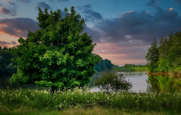 Picture forest, grass, tree, shore, pond