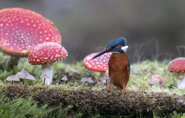 Picture nature, bird, mushrooms