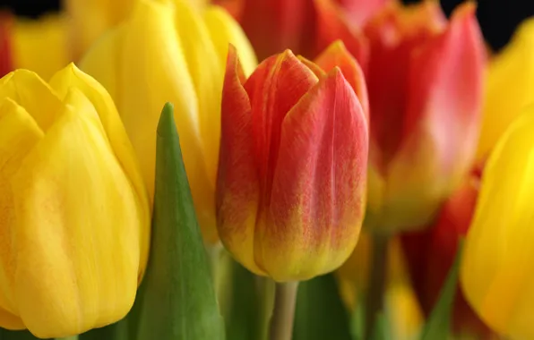 Picture macro, flowers, bouquet, yellow, tulips, orange, buds