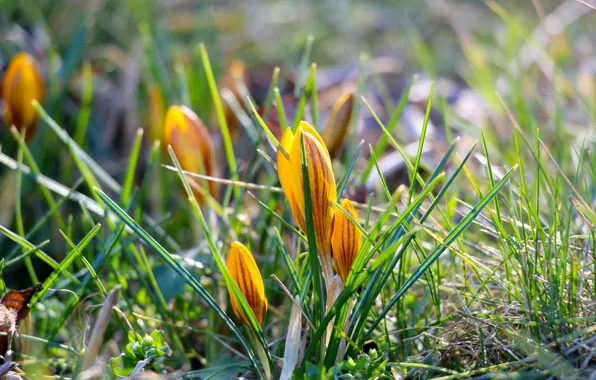 Picture greens, grass, flowers, glade, spring, yellow, crocuses, buds, bokeh, striped