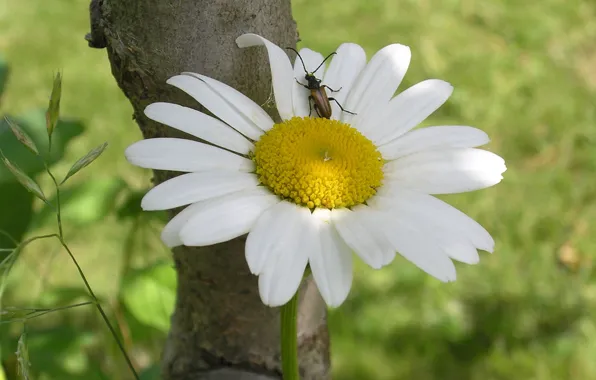 Picture flower, summer, the sun, macro, flowers, beetle, Daisy