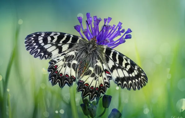 Picture flower, butterfly, Roberto Aldrovandi