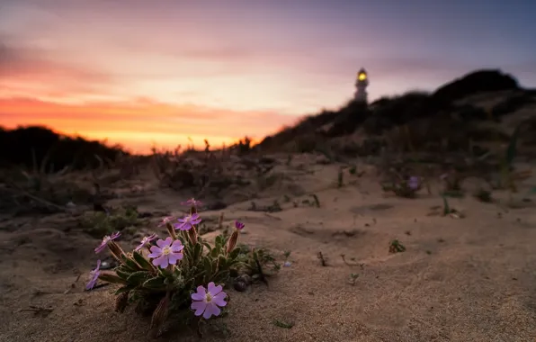 Picture sunset, flowers, nature
