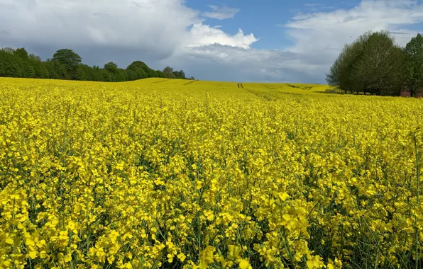 Picture clouds, trees, flowers, yellow, meadow, rape, rapeseed field