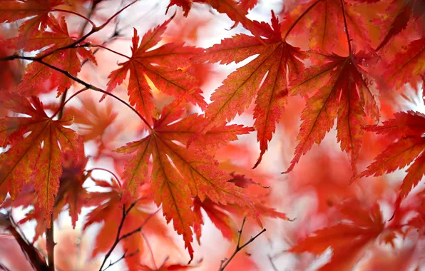Picture autumn, leaves, the crimson