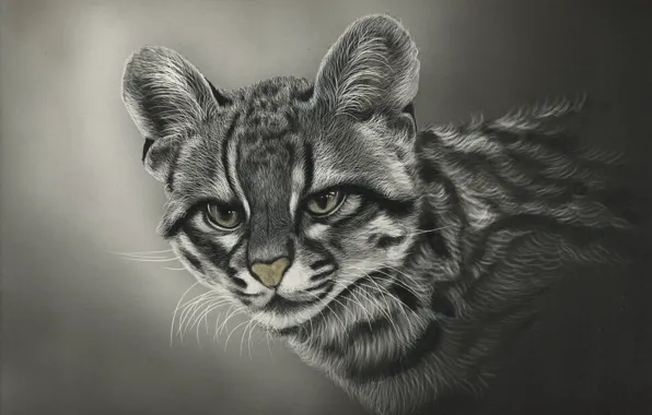 Picture look, background, clouded leopard