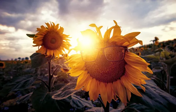 Picture summer, sunflowers, glasses