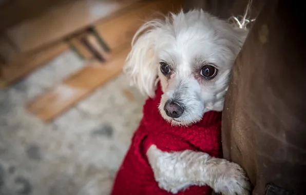 Picture animal, dog, sweater