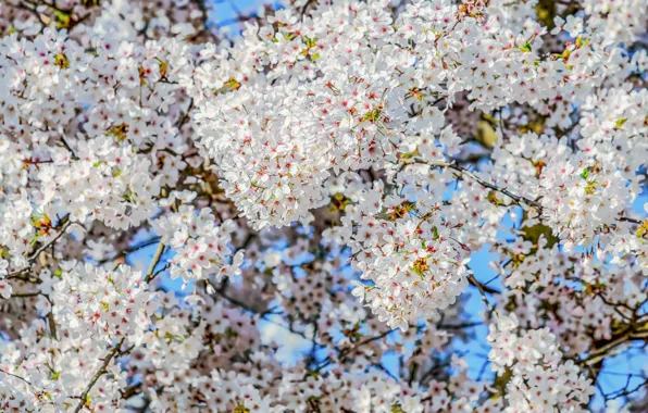 Picture the sky, branches, cherry, tree, spring, flowering, sky, blossom, cherry, branch, bloom